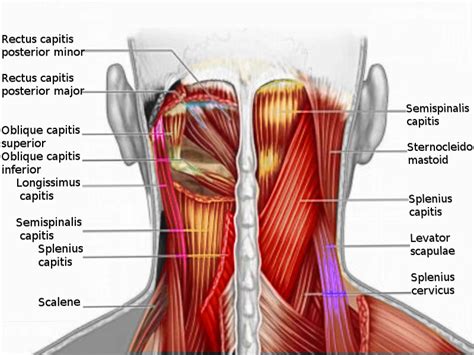 Muscles on Back Of Neck - Anatomy, Origin, Insertion, Action | Mobile P.