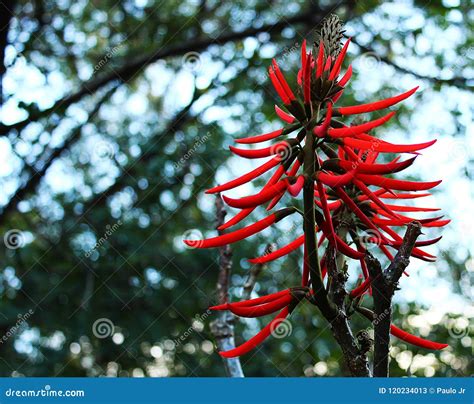 Plant of red tips. stock image. Image of plant, botany - 120234013