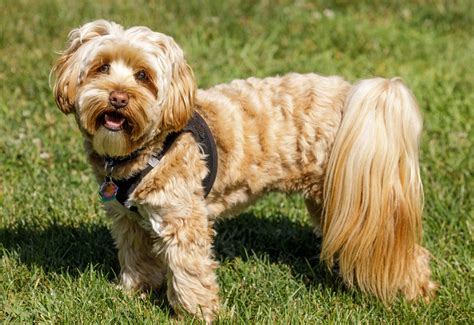 15 Cutest Shih-Poo Haircuts To Ask Your Groomer To Try