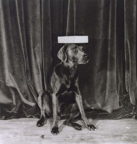 William Wegman Art - 48 For Sale at 1stdibs