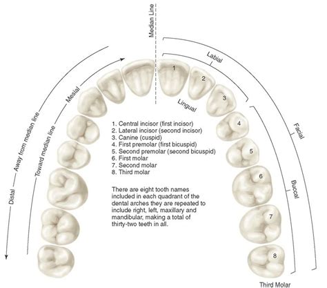 Application of nomenclature. Tooth numbers l1 to L8 indicating left maxillary teeth. Tooth ...