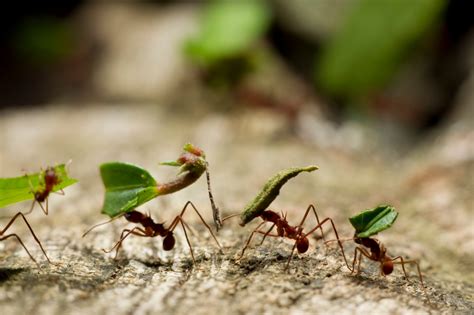 I’m a gardening pro - how to get rid of ants cheaply & quickly using ...