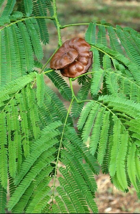 hojas arbol de guanacaste - Buscar con Google | Seeds, Deciduous trees ...