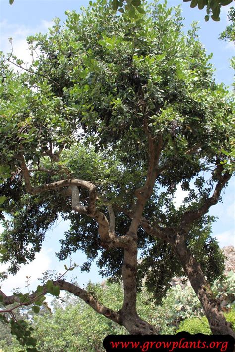 Carob tree | Trees to plant, Growing tree, Tree