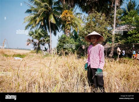 Harvest time in Cambodia, Asia. Rice field Stock Photo - Alamy