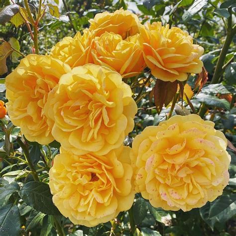 How to prune roses: for an abundance of flowers | Homes & Gardens