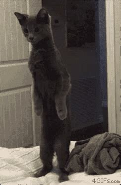 Cat Curious GIF - Cat Curious Standing Up - Discover & Share GIFs