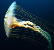 Thomas' Marine Biology Blog: Arctic jellyfish