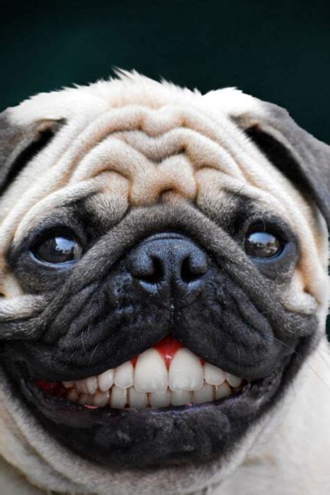 Pug with a human teeth smiling #pug with a human teeth smiling. | Pugs, Pug love, Dogs