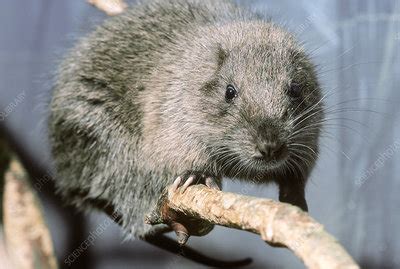 Hispaniolan Hutia - Stock Image - Z918/0227 - Science Photo Library