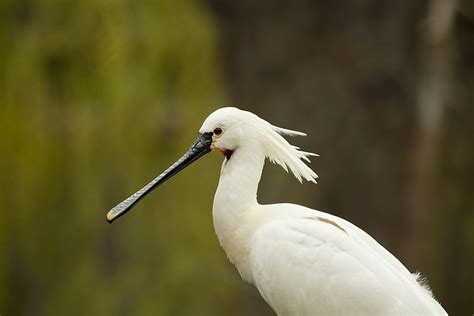 The Six Species Of Spoonbills - WorldAtlas