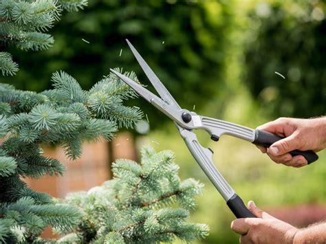 Tips For Pruning Christmas Trees