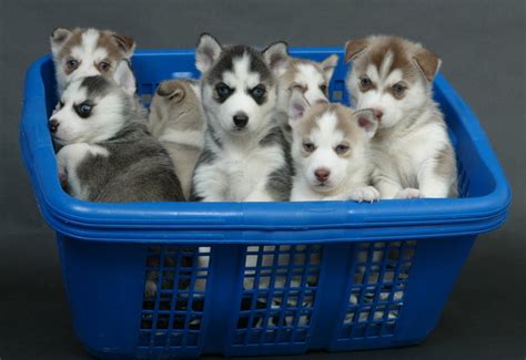 Cute Puppy Dogs: Siberian Husky Puppies With Blue Eyes