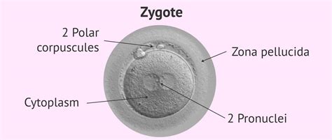 Structure of a zygote