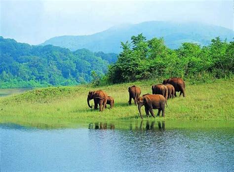 88 Thekkady Tour Packages 2024: Book Periyar Trip Packages at the Best ...