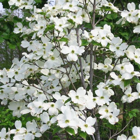 White Dogwood For Sale Online | The Tree Center