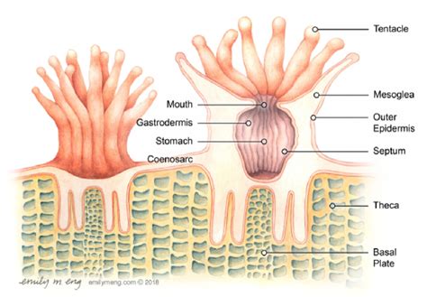 Coral Polyps - Coral Reef Alliance