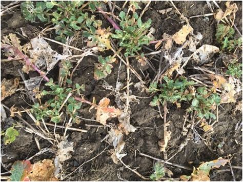 The impact of flea beetle larvae - Frontier Blog - Frontier Agriculture