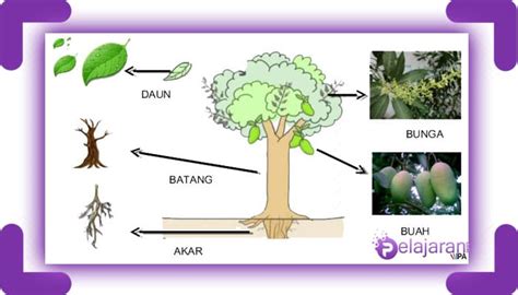 Menakjubkan 16+ Gambar Bunga Lengkap Dengan Fungsinya - Gambar Bunga Indah