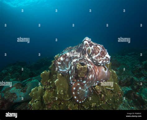 Octopus on a coral reef Stock Photo - Alamy