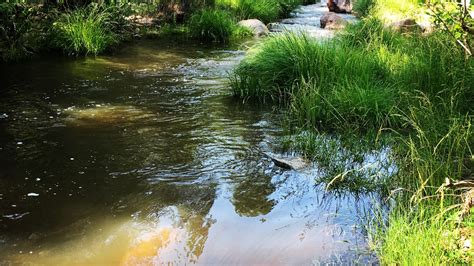 Vegetation Components of Riparian Health | Rangelands Gateway