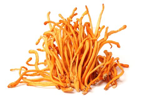 Cordyceps mushroom (Cordyceps militaris) – Medicinal Mushrooms