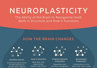 What Is Meant By Neural Plasticity Healing Process - Plastic Industry In The World