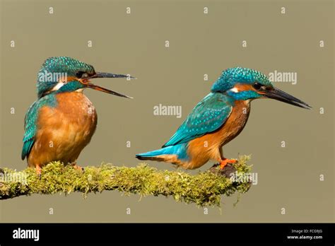 Male and Female Kingfisher Stock Photo - Alamy