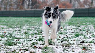 Does your dog refuse to bring the ball back when you play fetch? Here's one trainer's genius ...