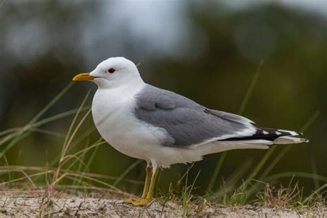 30 Types of Seagulls: A Fascinating Look at Their Diversity