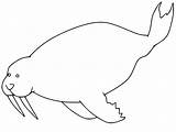 Pretty Walrus Coloring Page  Free Printable Pages For Kids sketch template