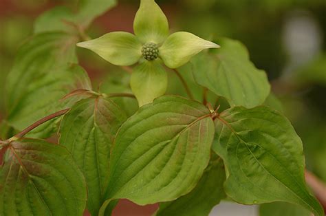 Cornus kousa | Landscape Plants | Oregon State University