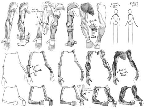 Arms Drawing Reference Guide | Drawing Referenc...