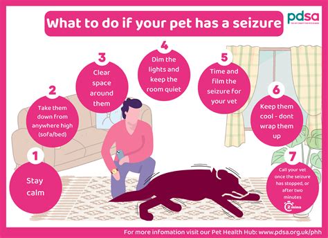 What to Do After Your Dog Has a Seizure