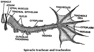 Morphology and anatomy of cockroach - BIOLOGY4ISC