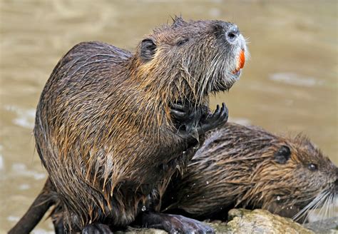 Coypu - Invasives.ie