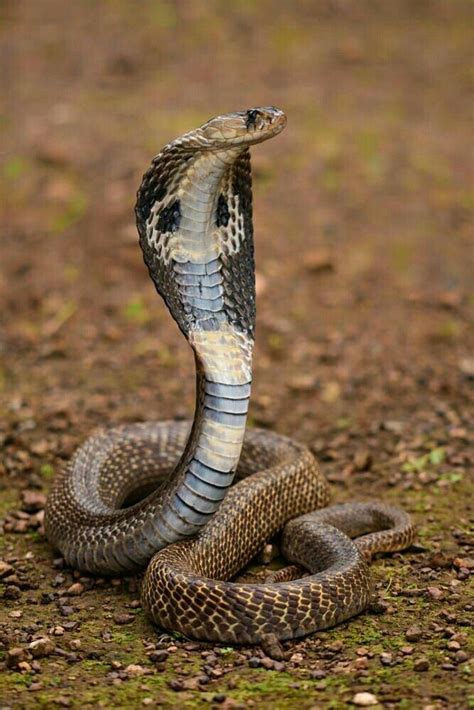 Spectacled Cobra (Naja naja) | Фотография питомца, Королевская кобра, Фотографии животных