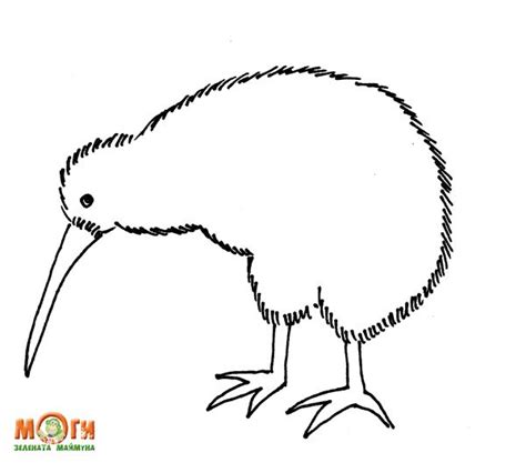 Kiwi Bird Coloring Page in 2021 | Bird coloring pages, Bird drawings, Kiwi bird