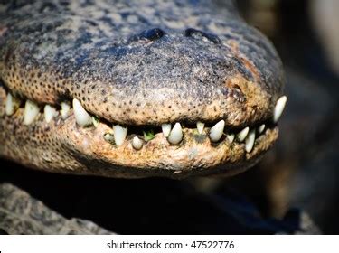 Alligators Teeth Stock Photo 47522776 | Shutterstock