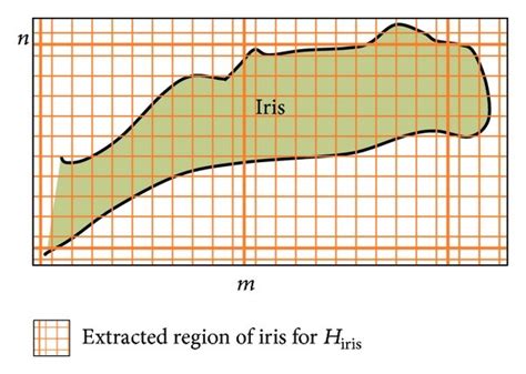 (a) Biometric parameter measurement in SS-OCT image. (b) Extracted... | Download Scientific Diagram