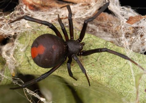 Redback Spiders