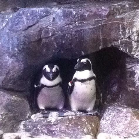 Penguins at the aquarium. Cool..,