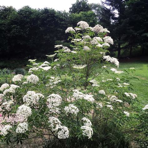 Sambucus canadensis | Common Elderberry | Ancient Roots Native Nursery