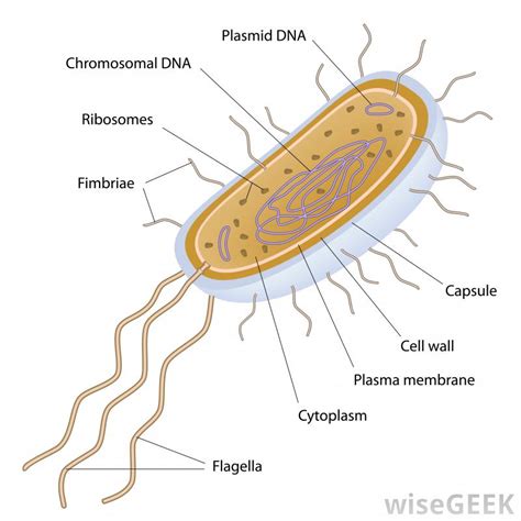 Flagella Cell