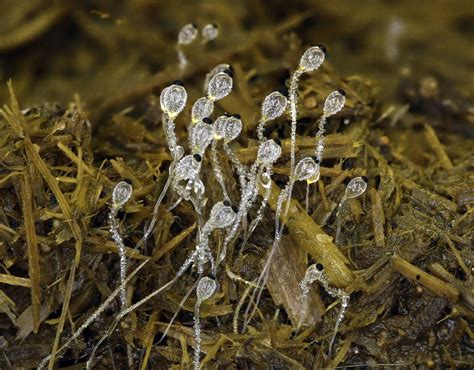 California Fungi: Pilobolus roridus