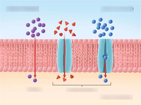 Types of Passive Transport Diagram | Quizlet