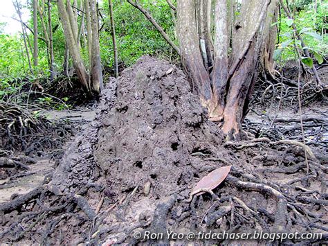 tHE tiDE cHAsER: Mud Lobsters & Mud Shrimps (Phylum Arthropoda ...