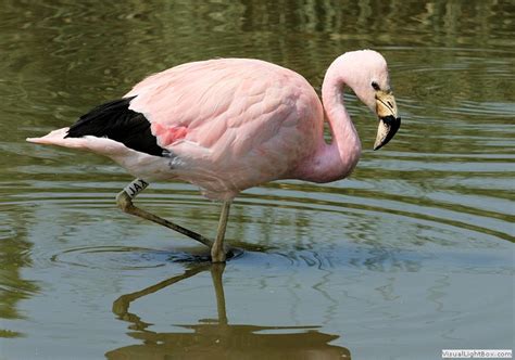 Identify Andean Flamingo - Wildfowl Photography.