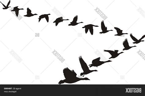 Flying Goose Vector at Vectorified.com | Collection of Flying Goose Vector free for personal use