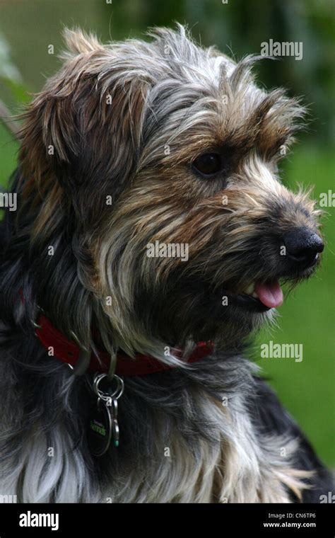 Scruffy dog hi-res stock photography and images - Alamy